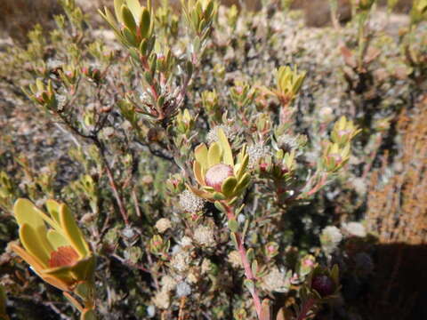 Image of Leucadendron nitidum Buek ex Meissn.