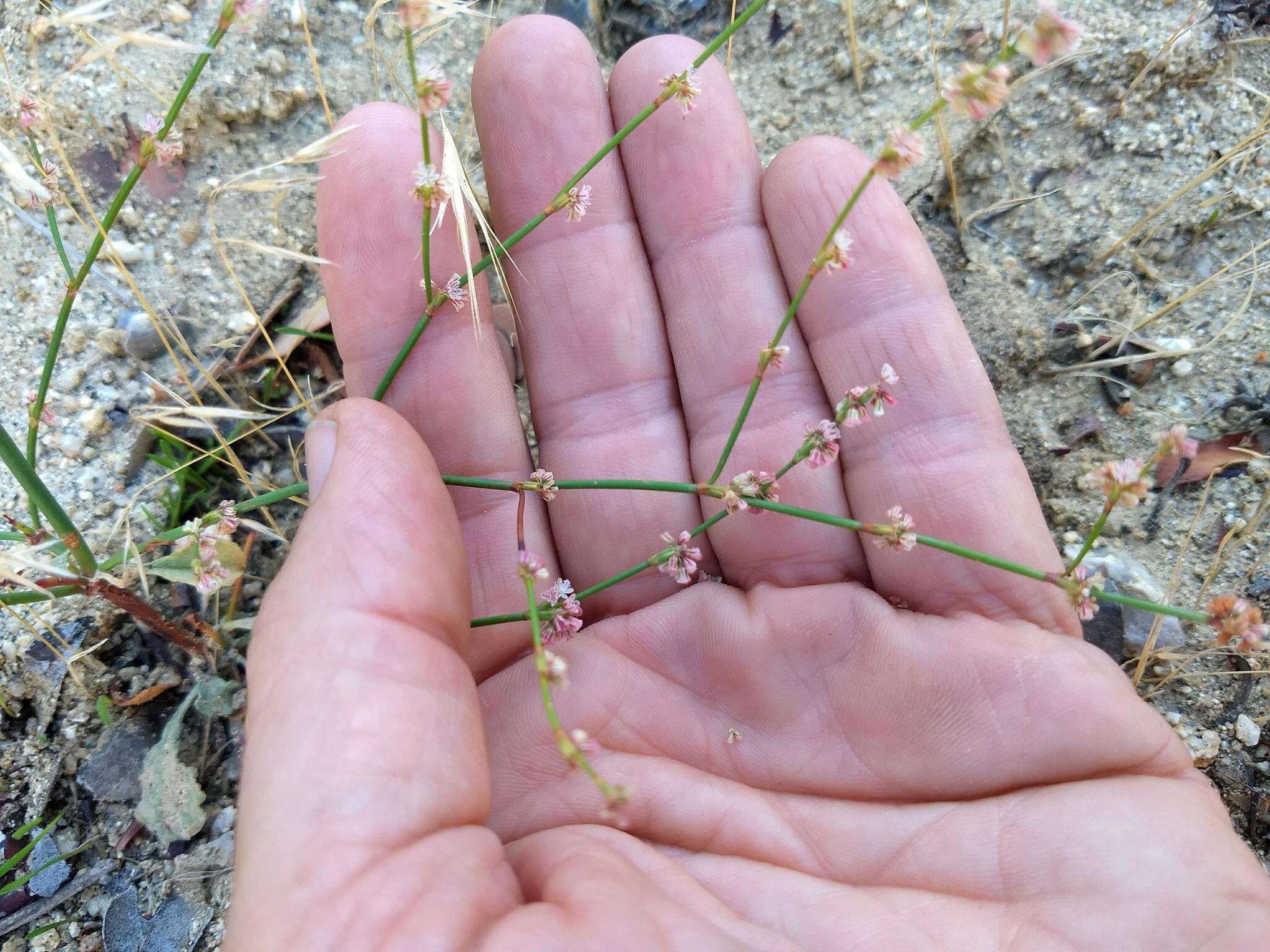 Image of Davidson's buckwheat