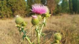 Image of Cirsium rhaphilepis (Hemsl.) Petr.