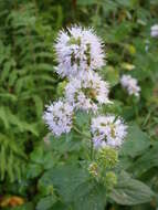 Image of Water Mint