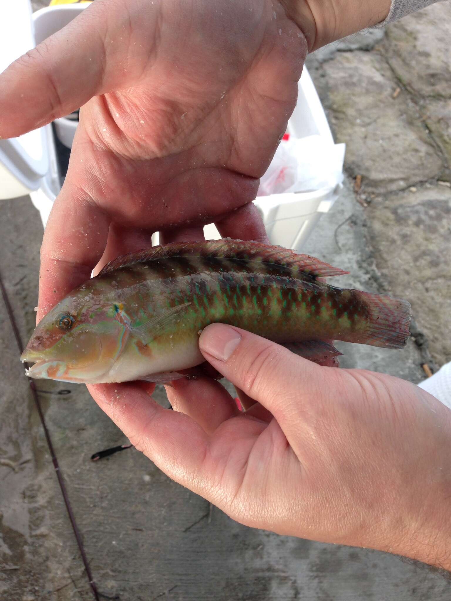 Image of Slippery Dick