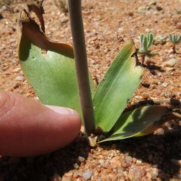 Image of Albuca unifolia (Retz.) J. C. Manning & Goldblatt