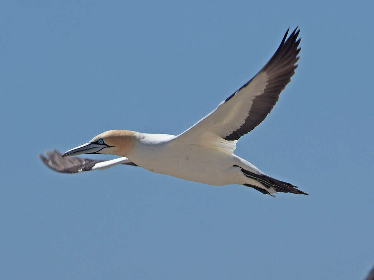 Image of Cape Gannet