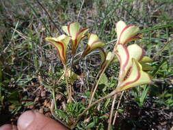 Image of Oxalis versicolor var. flaviflora Sond.
