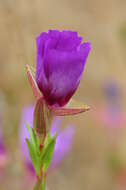 Image of Vine Hill clarkia