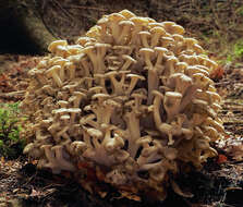 Image of Polyporus umbellatus (Pers.) Fr. 1821