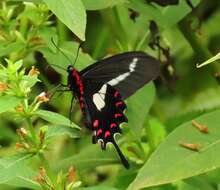 Image of Parides agavus (Drury 1782)