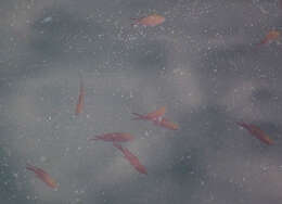 Image of Damsel fish