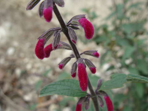 Salvia curviflora Benth. resmi