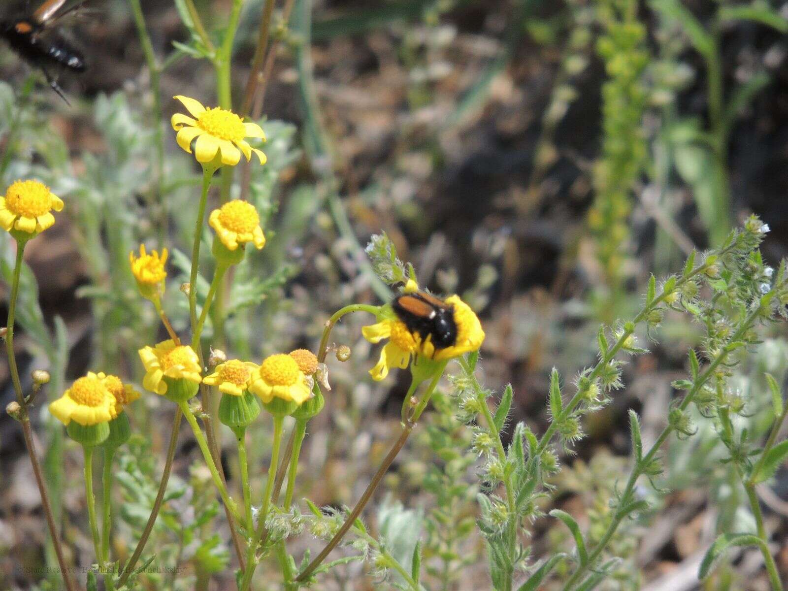 صورة Eulasia (Eulasia) bombyliformis (Pallas 1781)