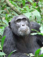 Image of Eastern Chimpanzee