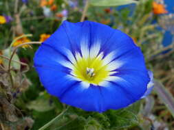 Image of Dwarf Morning Glory