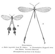 Image of thread-winged lacewings