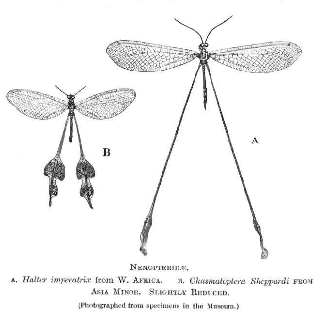 Image of thread-winged lacewings