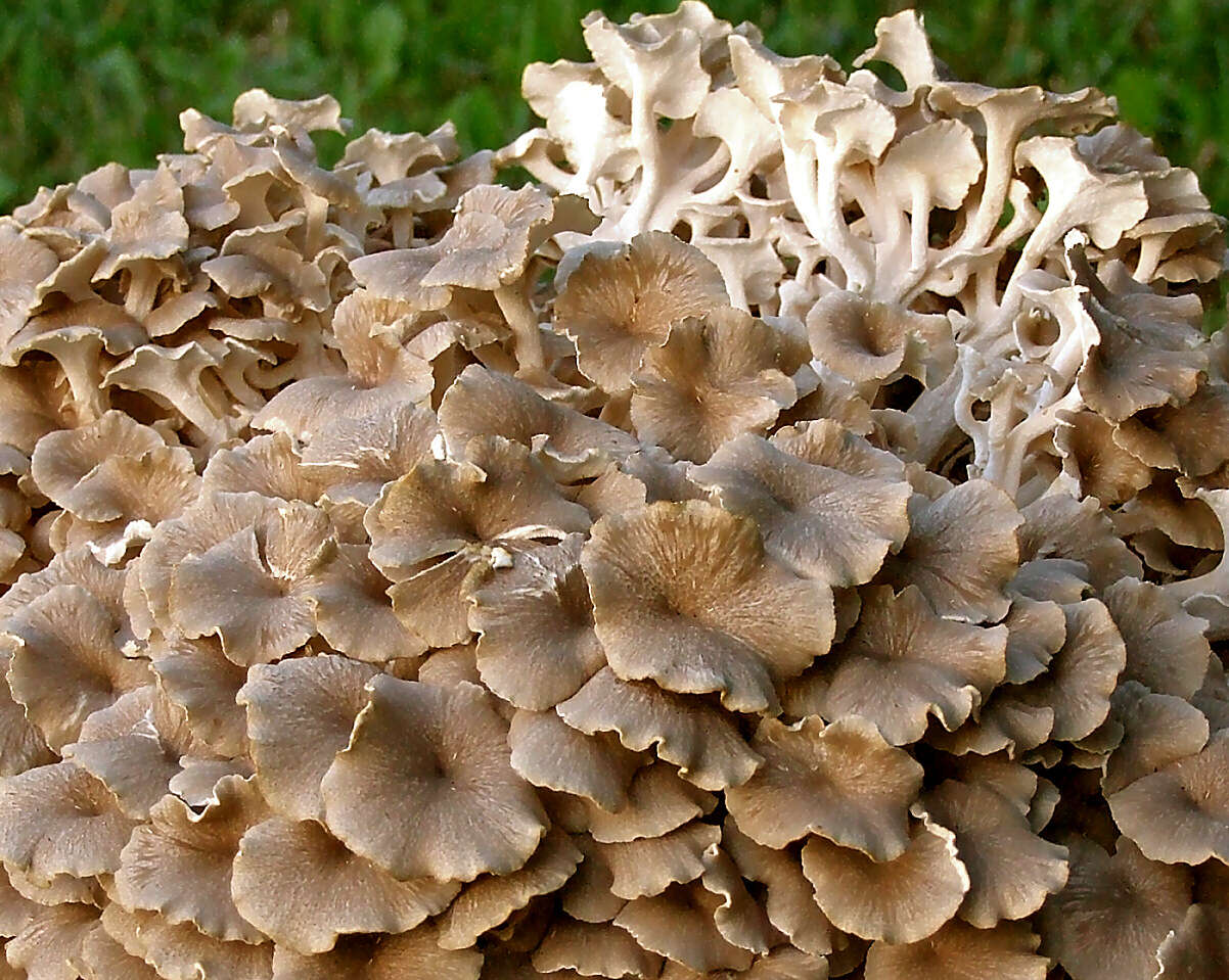 Image of Polyporus umbellatus (Pers.) Fr. 1821