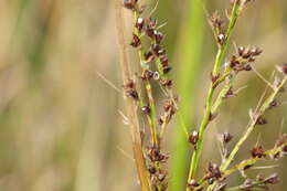 Image de Scleria lacustris C. Wright