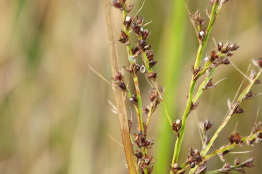 صورة Scleria lacustris C. Wright