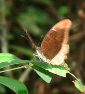 Tanaecia lepidea cognata resmi