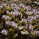 Image of Ptilotus declinatus Nees