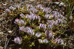 Image of Ptilotus declinatus Nees