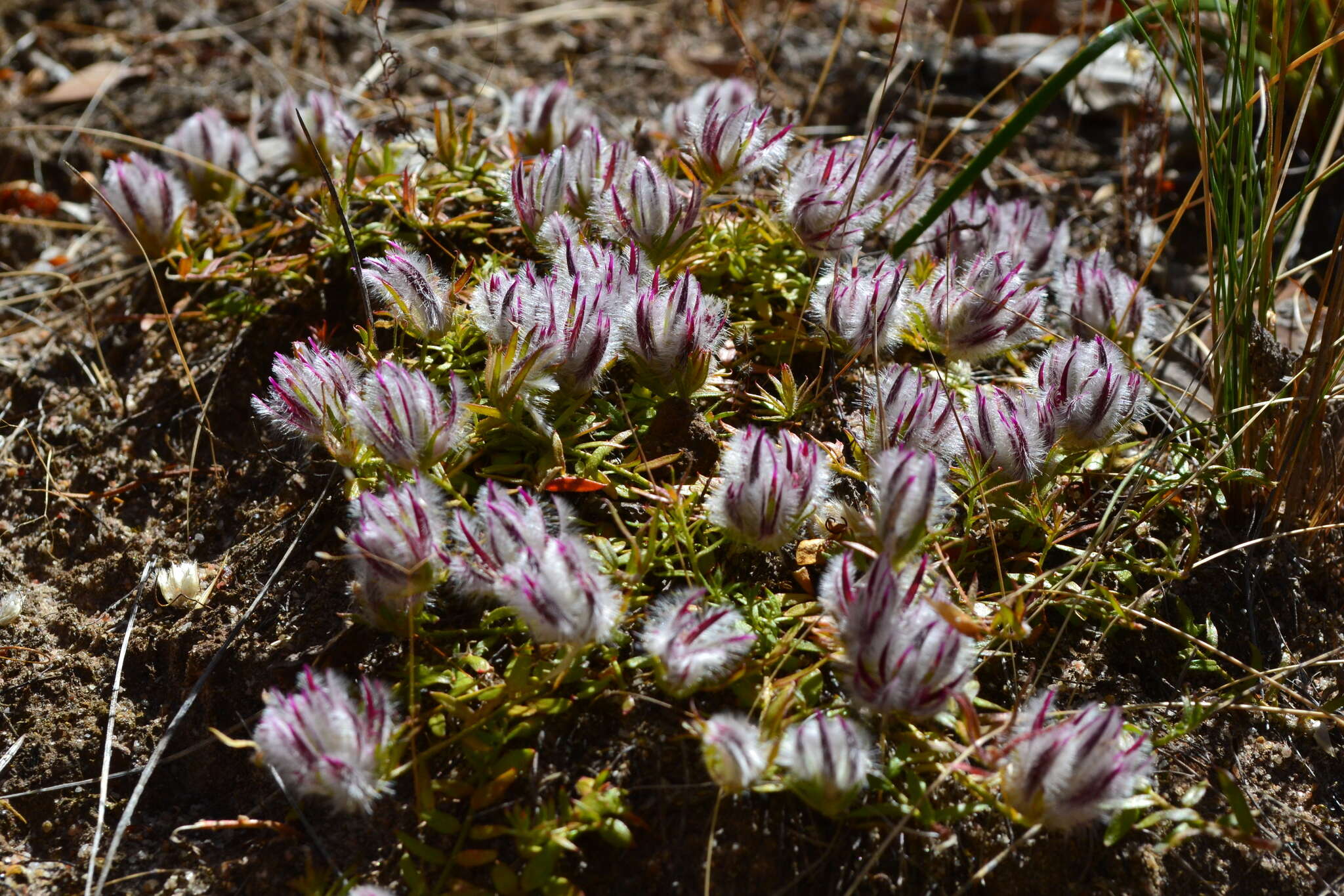 Image of Ptilotus declinatus Nees