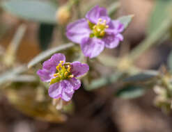 Image de Fagonia ovalifolia Hadidi