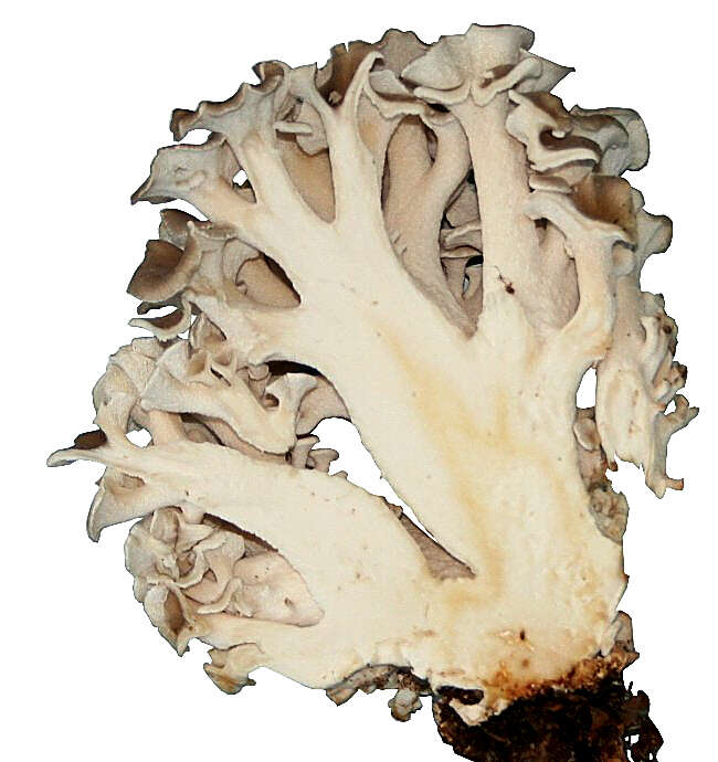 Image of Polyporus umbellatus (Pers.) Fr. 1821