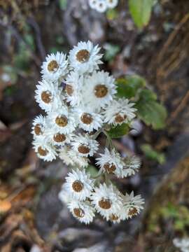 Image of Three-nerved Pearly Everlasting