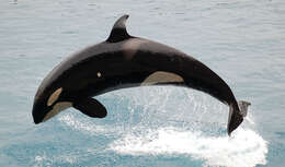 Image of killer whale