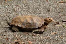 Image of Impressed Tortoise