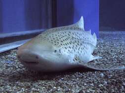 Image of zebra sharks