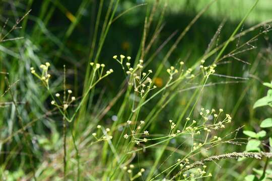 Слика од Donnellsmithia juncea (Humb. & Bonpl. ex Spreng.) Mathias & Constance