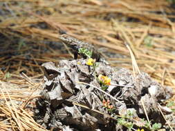 Image of Southern Sagebrush Lizard