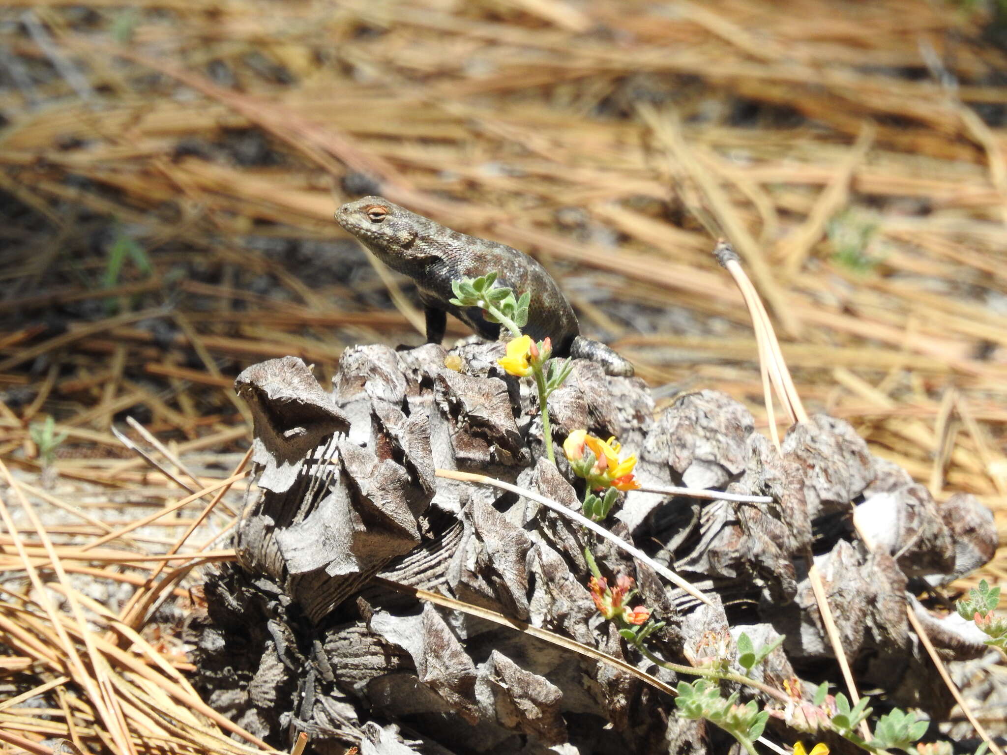 Image of Southern Sagebrush Lizard