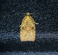 Image of Thelma's Agonopterix