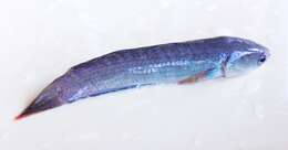 Image of Ceylon snakehead