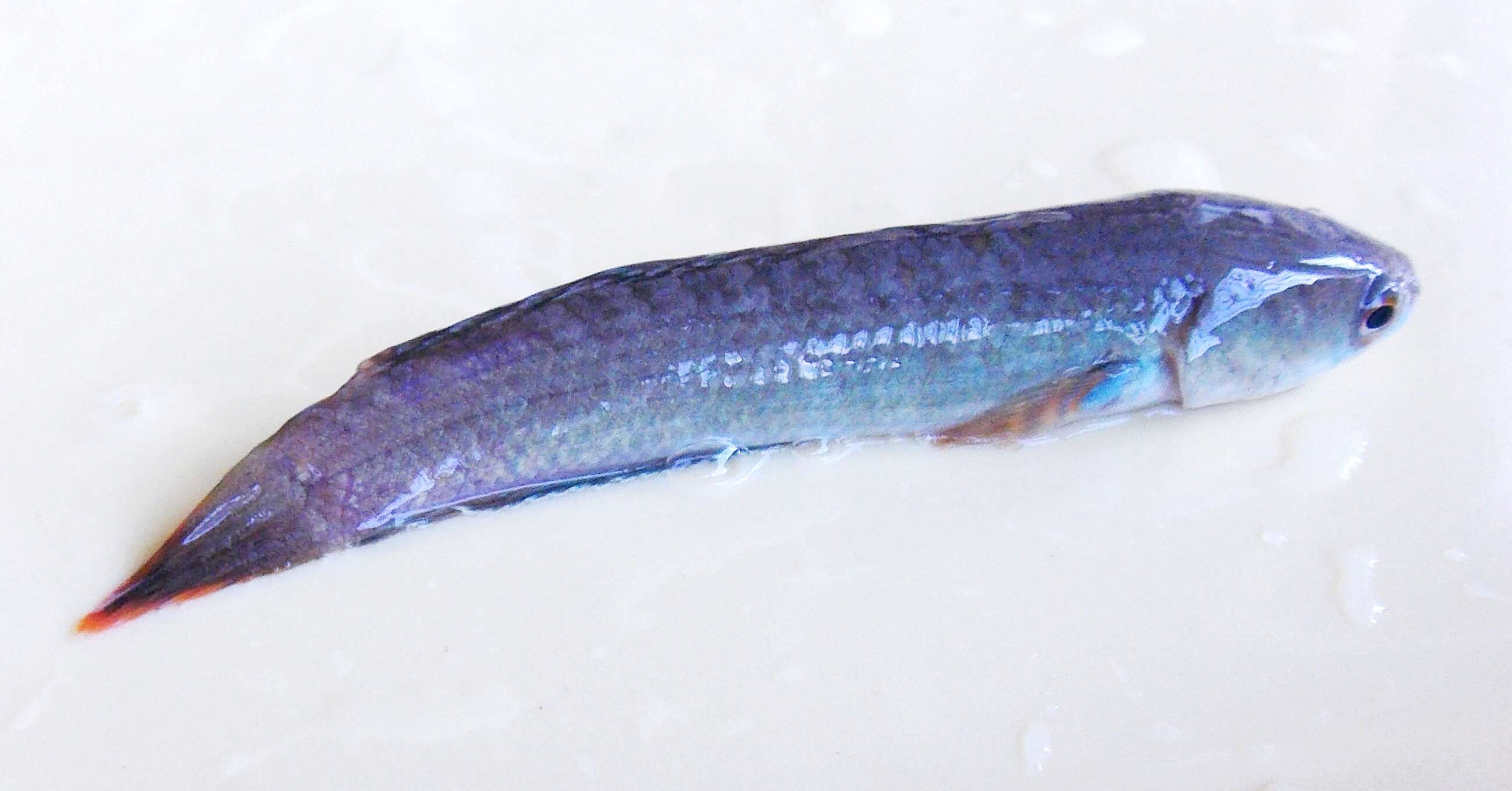 Image of Ceylon snakehead