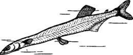 Image of Common icefish