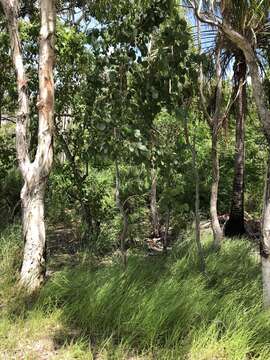 Image of Eucalyptus platyphylla F. Müll.