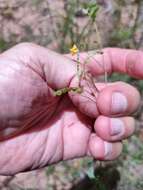 Imagem de Aeschynomene brevifolia Poir.