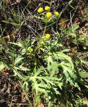 Image of sharptooth blacksnakeroot