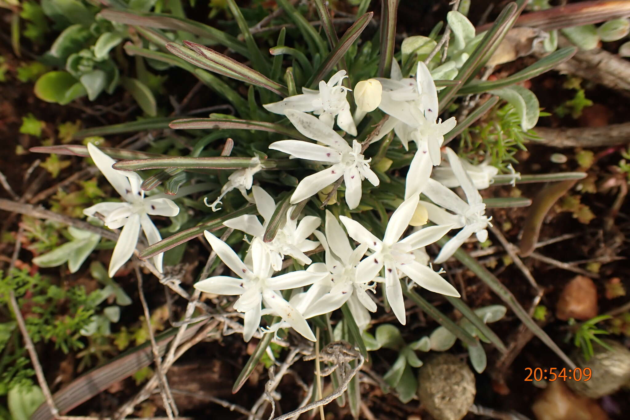 Image of Lapeirousia plicata (Jacq.) Diels