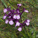 Anacamptis boryi (Rchb. fil.) R. M. Bateman, Pridgeon & M. W. Chase resmi