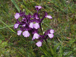 Image of Anacamptis boryi (Rchb. fil.) R. M. Bateman, Pridgeon & M. W. Chase