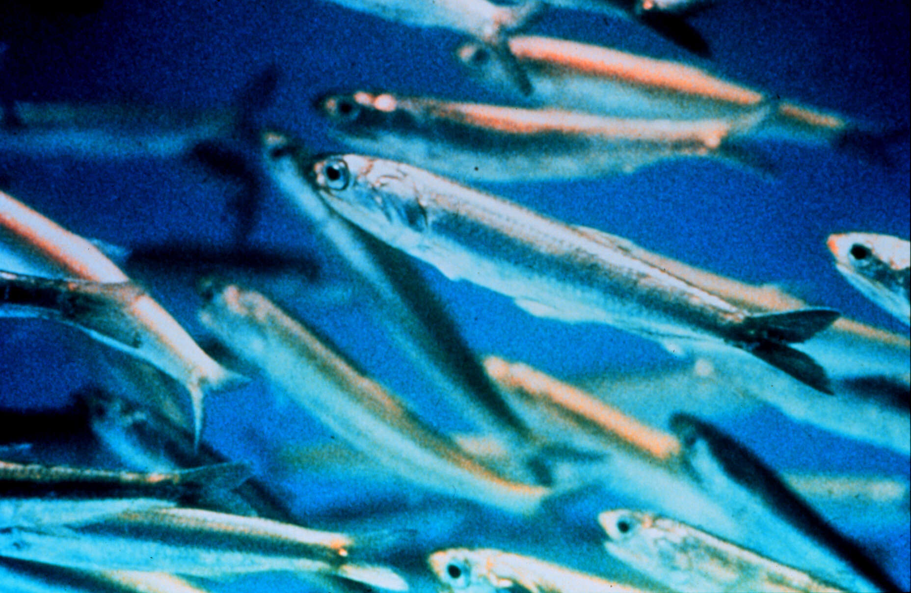 Image of anchovies