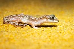 Image of White-spotted Ground Gecko WA