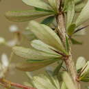 Image of Bursaria spinosa subsp. lasiophylla (E. M. Benn.) L. W Cayzer, M. D. Crisp & I. R. H. Telford