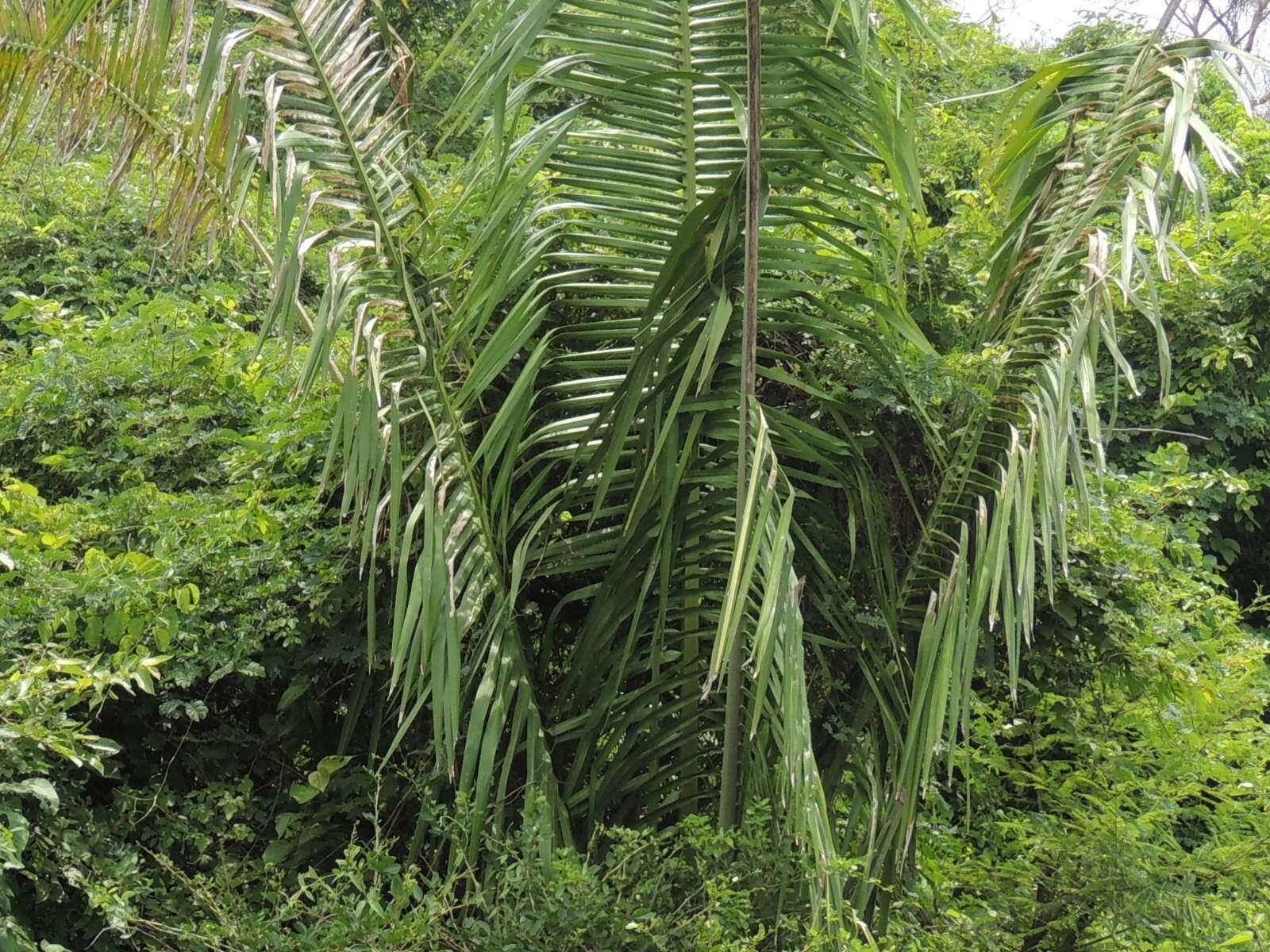 Image of Attalea guacuyule (Liebm. ex Mart.) Zona