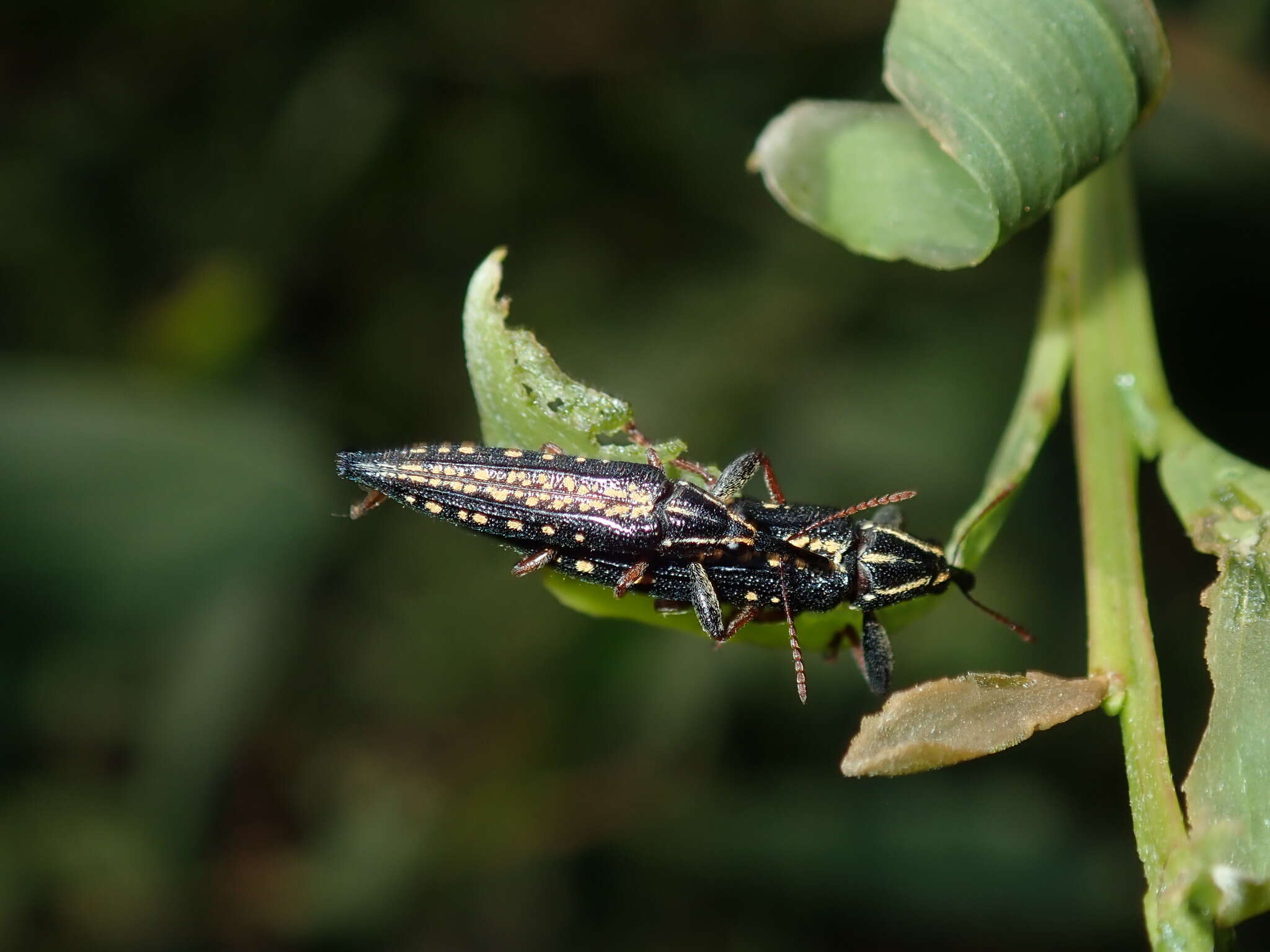 Image of Rhinotia lineata Zimmerman 1994