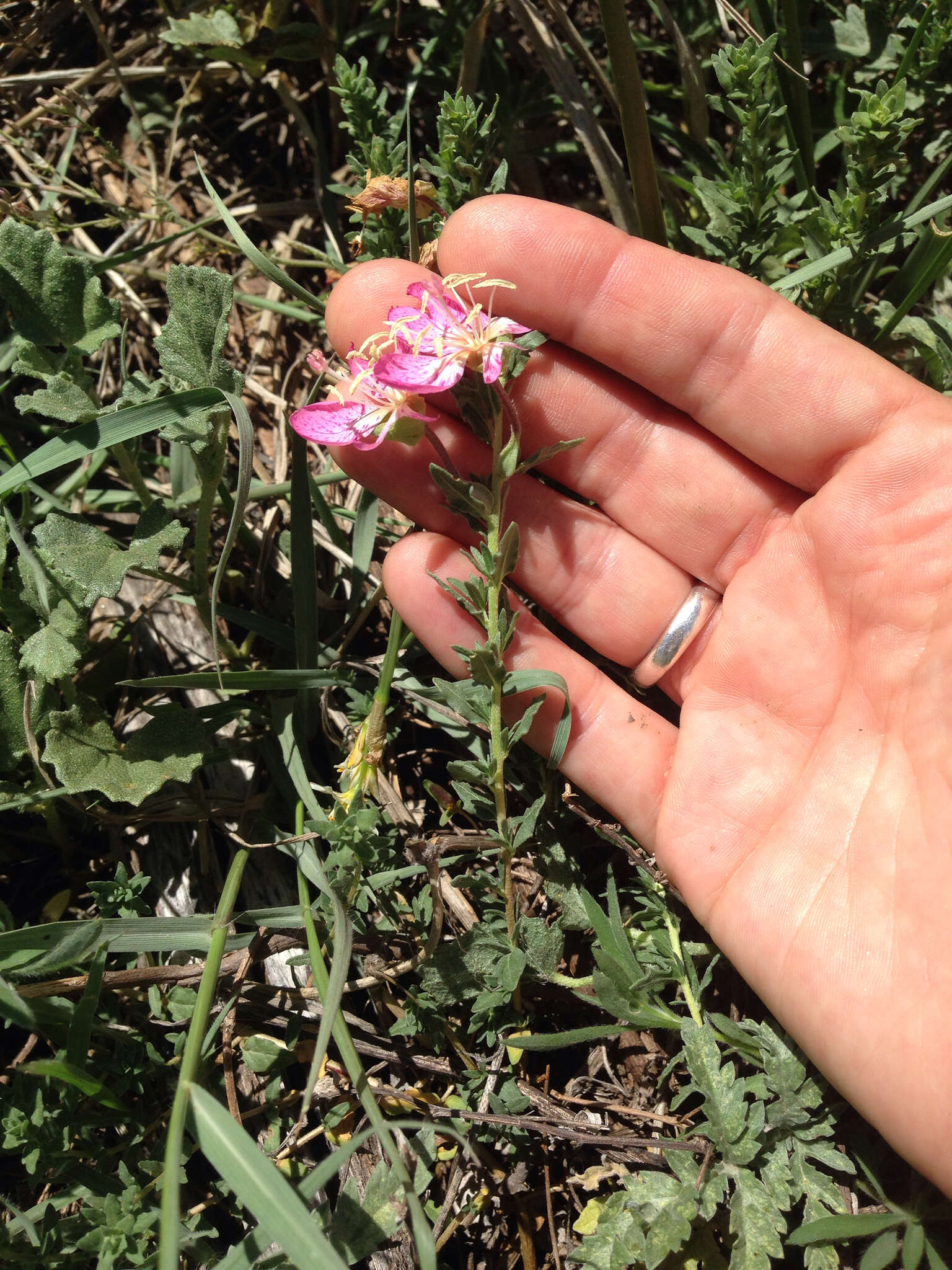 Plancia ëd Oenothera canescens Torr.